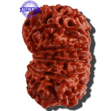 Load image into Gallery viewer, 11 Mukhi Nepalese Rudraksha - Bead No. 232