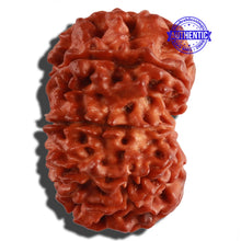 Load image into Gallery viewer, 11 Mukhi Nepalese Rudraksha - Bead No. 232