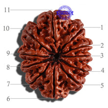 Load image into Gallery viewer, 11 Mukhi Nepalese Rudraksha - Bead No. 233