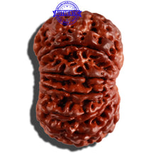 Load image into Gallery viewer, 11 Mukhi Nepalese Rudraksha - Bead No. 233