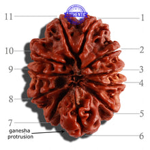 Load image into Gallery viewer, 11 Mukhi Nepalese Ganesha Rudraksha - Bead No. 236
