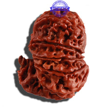 Load image into Gallery viewer, 11 Mukhi Nepalese Ganesha Rudraksha - Bead No. 236