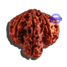 Load image into Gallery viewer, 11 Mukhi Nepalese Ganesha Rudraksha - Bead No. 236