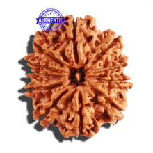 Load image into Gallery viewer, 11 Mukhi Nepalese Rudraksha - Bead No. 237