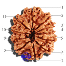 Load image into Gallery viewer, 11 Mukhi Nepalese Rudraksha - Bead No. 237