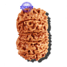 Load image into Gallery viewer, 11 Mukhi Nepalese Rudraksha - Bead No. 237