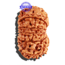 Load image into Gallery viewer, 11 Mukhi Nepalese Rudraksha - Bead No. 237