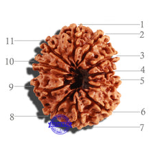 Load image into Gallery viewer, 11 Mukhi Nepalese Rudraksha - Bead No. 238