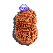 Load image into Gallery viewer, 11 Mukhi Nepalese Rudraksha - Bead No. 238