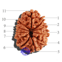 Load image into Gallery viewer, 11 Mukhi Nepalese Rudraksha - Bead No. 239