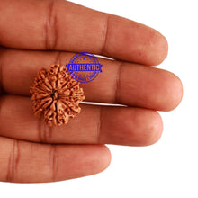 Load image into Gallery viewer, 11 Mukhi Nepalese Rudraksha - Bead No. 241