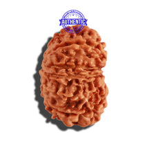 Load image into Gallery viewer, 11 Mukhi Nepalese Rudraksha - Bead No. 241
