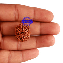 Load image into Gallery viewer, 11 Mukhi Nepalese Rudraksha - Bead No. 242