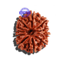 Load image into Gallery viewer, 11 Mukhi Nepalese Rudraksha - Bead No. 242
