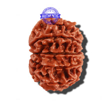Load image into Gallery viewer, 11 Mukhi Nepalese Rudraksha - Bead No. 242