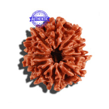 Load image into Gallery viewer, 11 Mukhi Nepalese Rudraksha - Bead No. 243