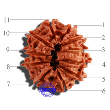 Load image into Gallery viewer, 11 Mukhi Nepalese Rudraksha - Bead No. 243