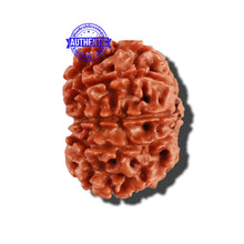 Load image into Gallery viewer, 11 Mukhi Nepalese Rudraksha - Bead No. 243