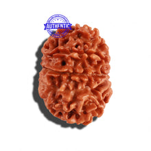 Load image into Gallery viewer, 11 Mukhi Nepalese Rudraksha - Bead No. 243