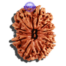 Load image into Gallery viewer, 11 Mukhi Nepalese Rudraksha - Bead No. 245