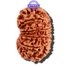 Load image into Gallery viewer, 11 Mukhi Nepalese Rudraksha - Bead No. 245