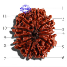 Load image into Gallery viewer, 11 Mukhi Nepalese Rudraksha - Bead No. 246