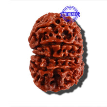 Load image into Gallery viewer, 11 Mukhi Nepalese Rudraksha - Bead No. 246