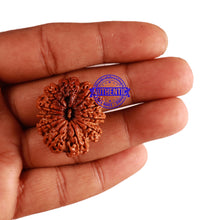 Load image into Gallery viewer, 11 Mukhi Nepalese Rudraksha - Bead No. 247
