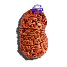 Load image into Gallery viewer, 11 Mukhi Nepalese Rudraksha - Bead No. 247