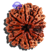 Load image into Gallery viewer, 11 Mukhi Nepalese Rudraksha - Bead No. 248