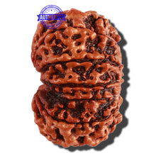 Load image into Gallery viewer, 11 Mukhi Nepalese Rudraksha - Bead No. 248