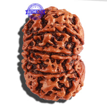 Load image into Gallery viewer, 11 Mukhi Nepalese Rudraksha - Bead No. 248