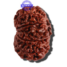 Load image into Gallery viewer, 11 Mukhi Nepalese Rudraksha - Bead No. 249