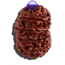 Load image into Gallery viewer, 11 Mukhi Nepalese Rudraksha - Bead No. 249