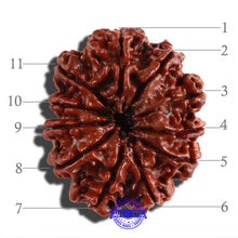 Load image into Gallery viewer, 11 Mukhi Nepalese Rudraksha - Bead No. 250