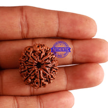 Load image into Gallery viewer, 11 Mukhi Nepalese Rudraksha - Bead No. 251