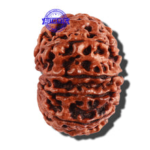 Load image into Gallery viewer, 11 Mukhi Nepalese Rudraksha - Bead No. 251