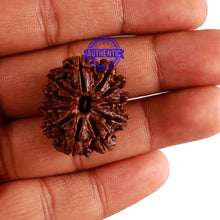 Load image into Gallery viewer, 11 Mukhi Nepalese Rudraksha - Bead No. 252
