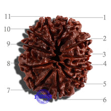 Load image into Gallery viewer, 11 Mukhi Nepalese Rudraksha - Bead No. 252