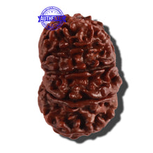 Load image into Gallery viewer, 11 Mukhi Nepalese Rudraksha - Bead No. 252