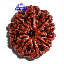 Load image into Gallery viewer, 11 Mukhi Nepalese Rudraksha - Bead No. 253