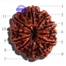 Load image into Gallery viewer, 11 Mukhi Nepalese Rudraksha - Bead No. 253