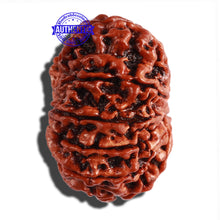 Load image into Gallery viewer, 11 Mukhi Nepalese Rudraksha - Bead No. 253