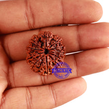 Load image into Gallery viewer, 11 Mukhi Nepalese Rudraksha - Bead No. 254