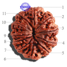 Load image into Gallery viewer, 11 Mukhi Nepalese Rudraksha - Bead No. 254