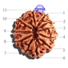 Load image into Gallery viewer, 11 Mukhi Nepalese Rudraksha - Bead No. 255