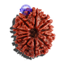Load image into Gallery viewer, 11 Mukhi Nepalese Rudraksha - Bead No. 256