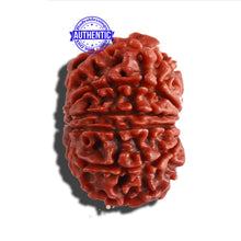 Load image into Gallery viewer, 11 Mukhi Nepalese Rudraksha - Bead No. 256