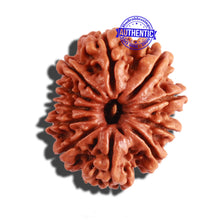 Load image into Gallery viewer, 11 Mukhi Nepalese Rudraksha - Bead No. 258