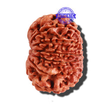 Load image into Gallery viewer, 11 Mukhi Nepalese Rudraksha - Bead No. 258